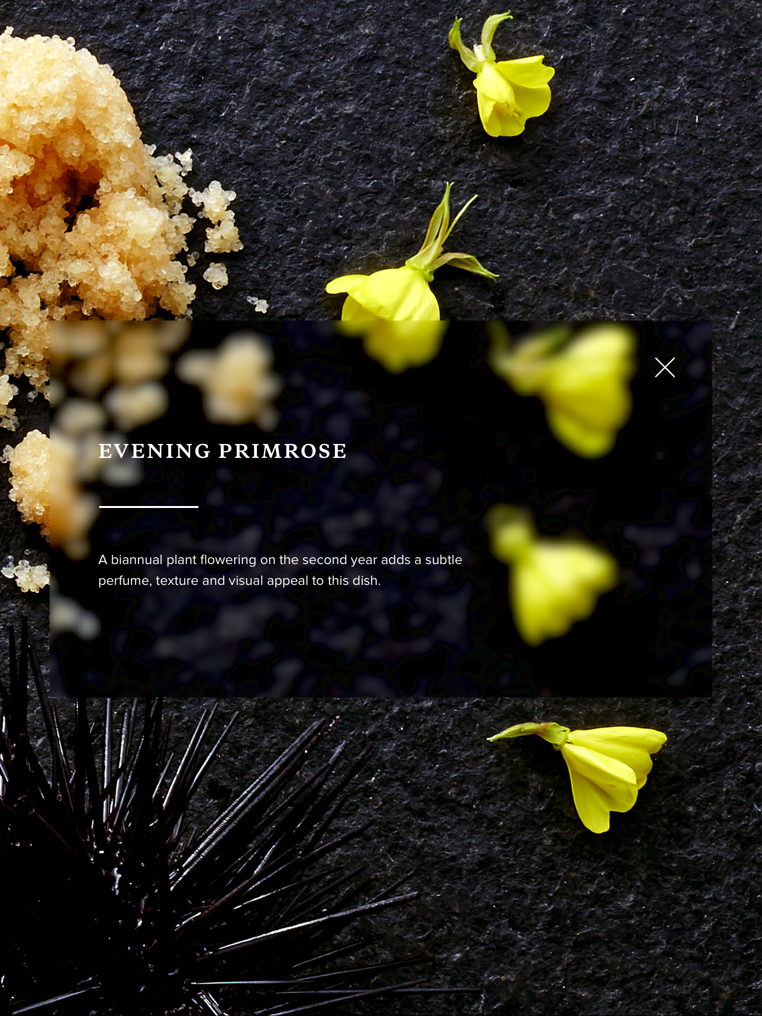 Peter Gilmore Content 7