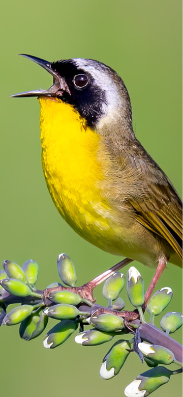 Merlin Bird ID by Cornell Lab app screenshot 2